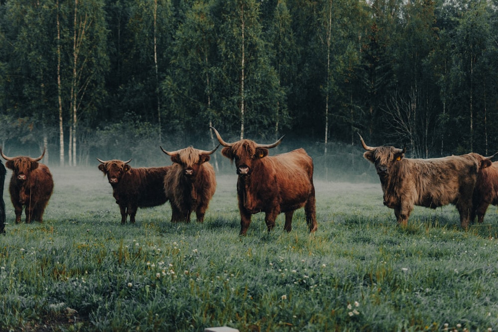 Eine Herde Rinder steht auf einem saftig grünen Feld