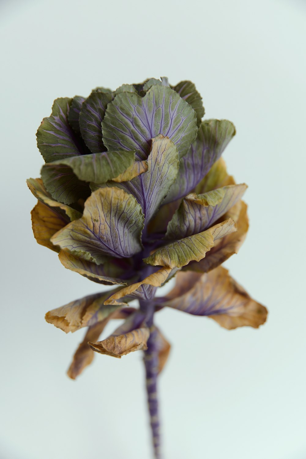 Un primer plano de una flor púrpura sobre un fondo blanco
