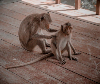 a couple of monkeys sitting on top of a wooden floor