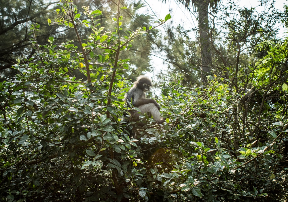 a monkey is sitting in the middle of a tree