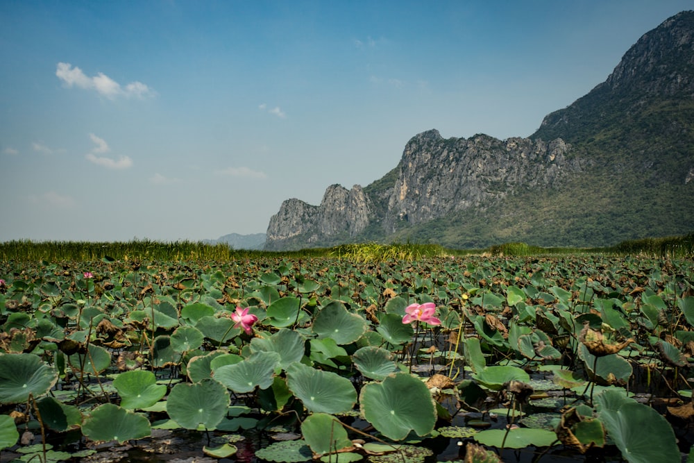 a large field of water lilies with mountains in the background