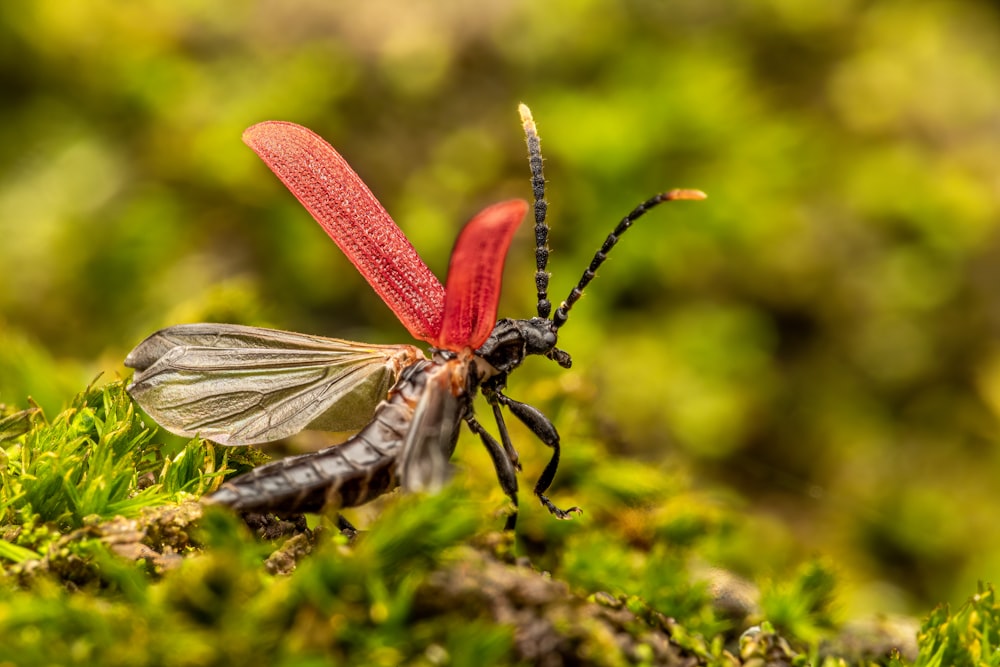 a close up of a bug on a plant