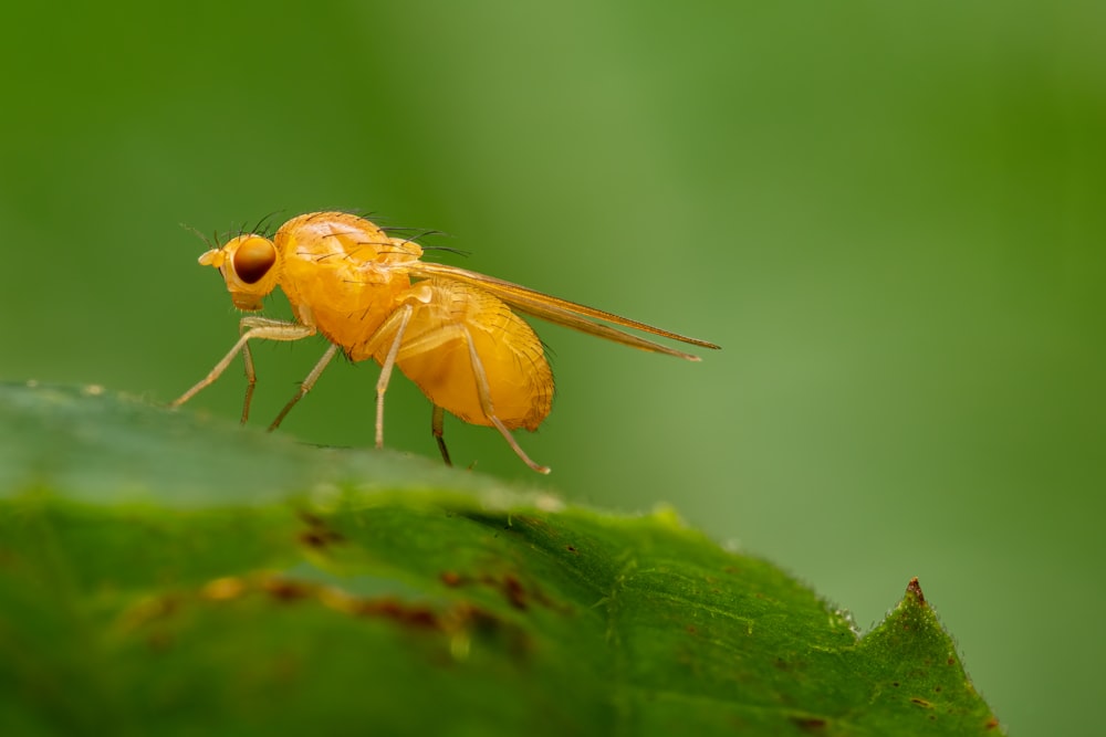 a close up of a yellow insect on a green leaf