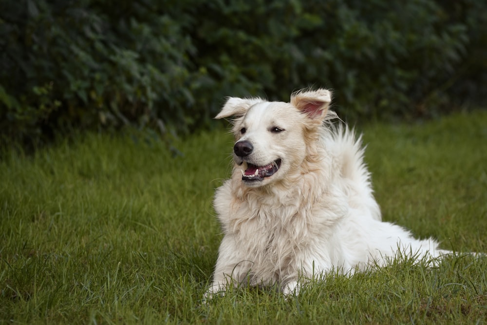 a large white dog laying on top of a lush green field