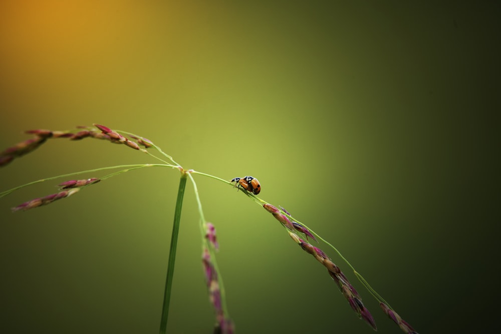 a lady bug sitting on top of a green plant