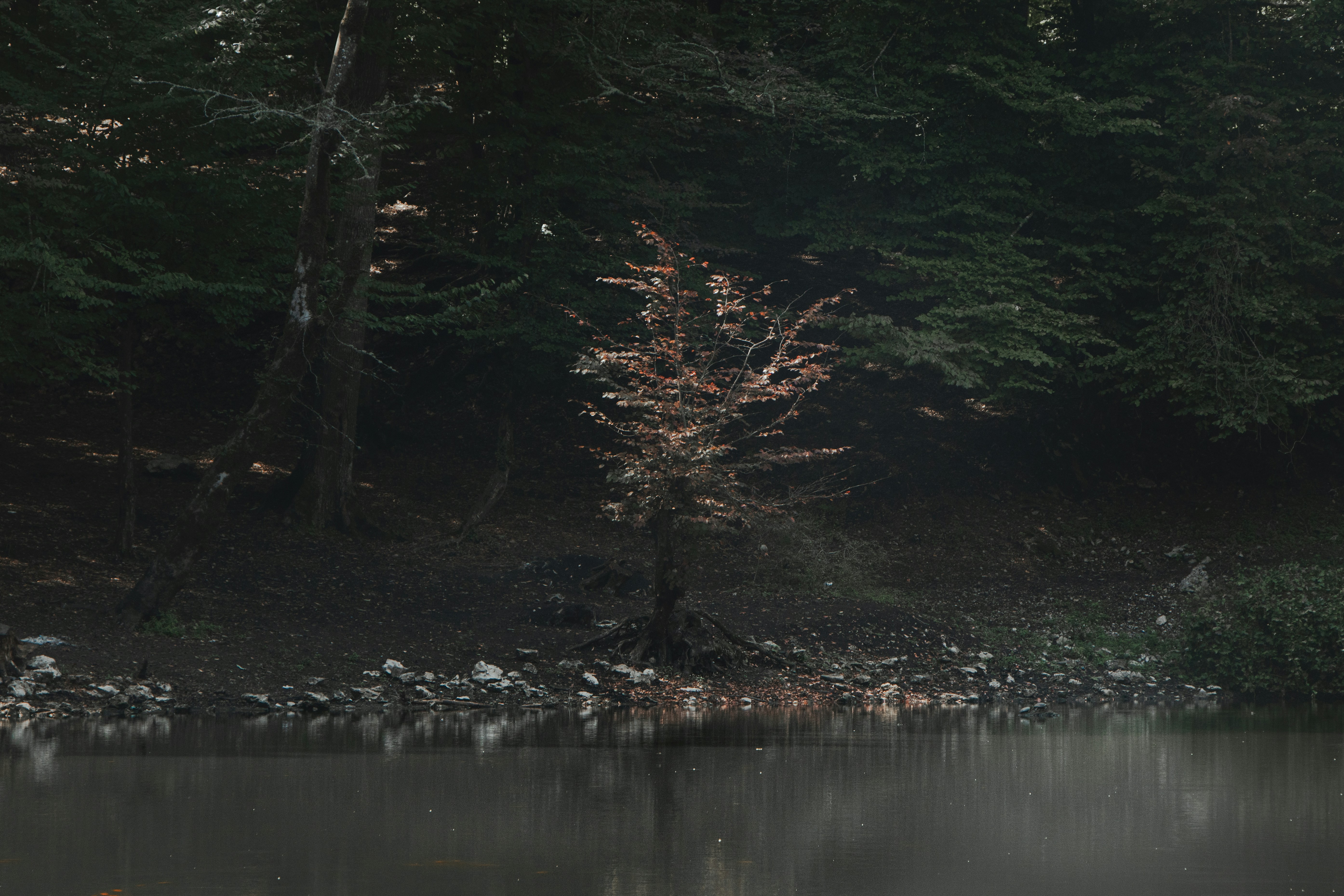 Photo by mahdibafande