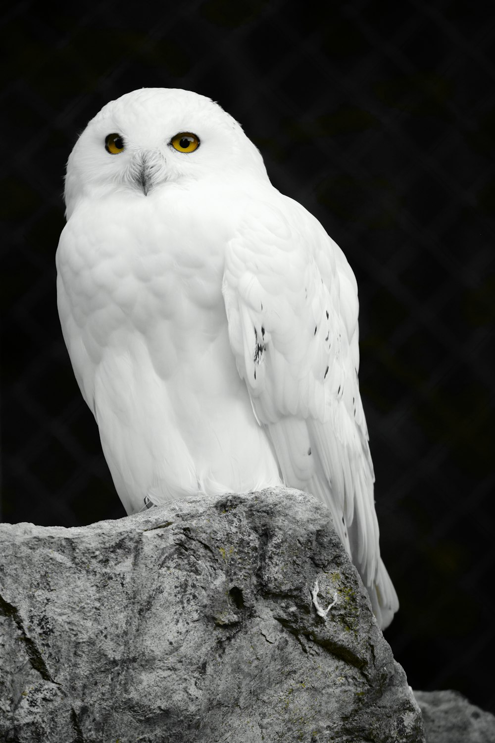 Snow Owl Pictures | Download Free Images on Unsplash