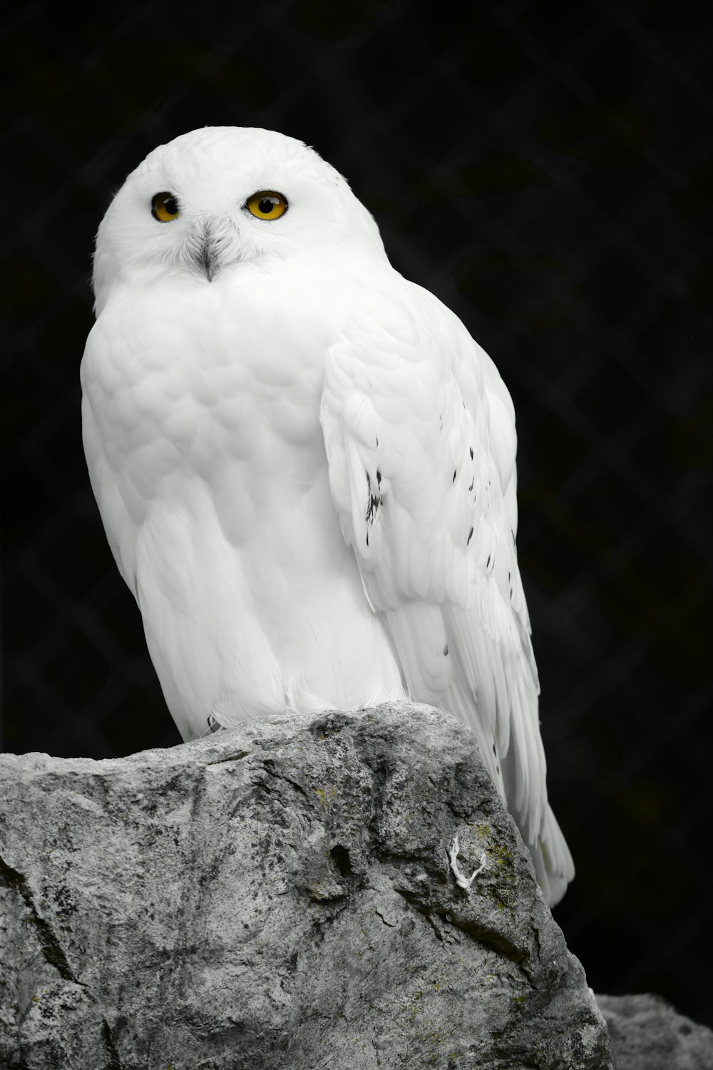 a white owl sitting on top of a rock