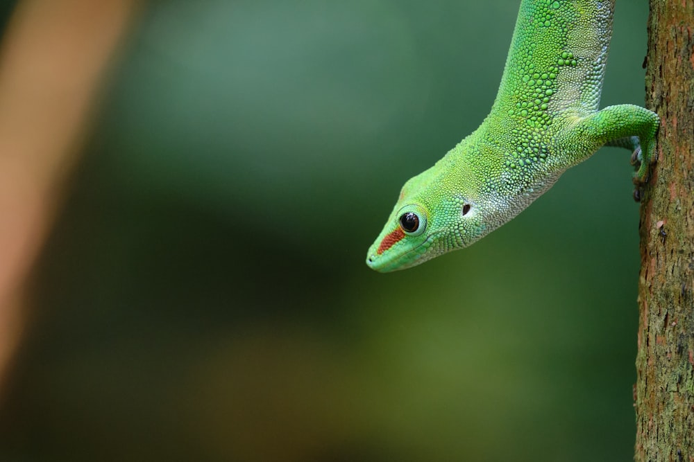 a close up of a green lizard on a tree