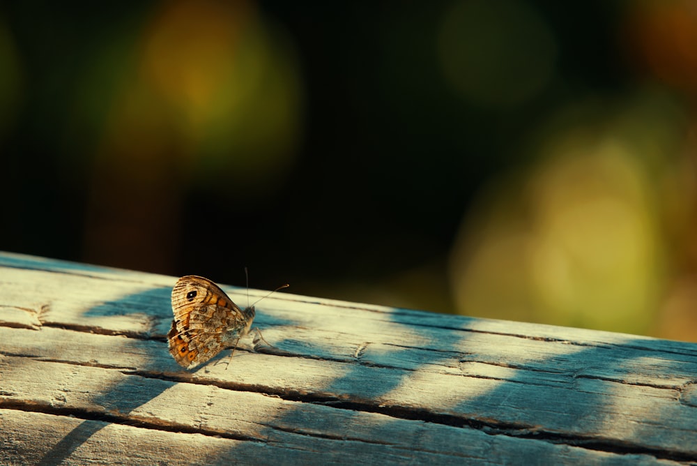 a small butterfly sitting on a wooden surface