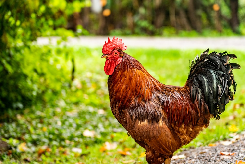 a rooster standing on the side of a road