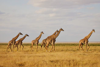 a herd of giraffe walking across a dry grass field