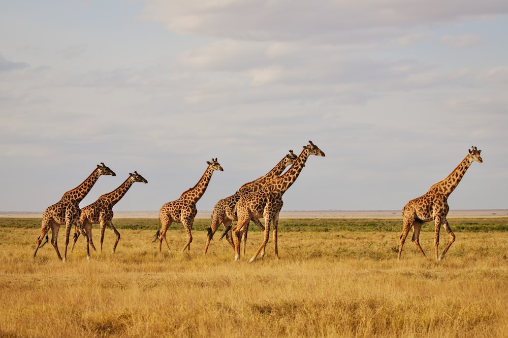 a herd of giraffe walking across a dry grass field