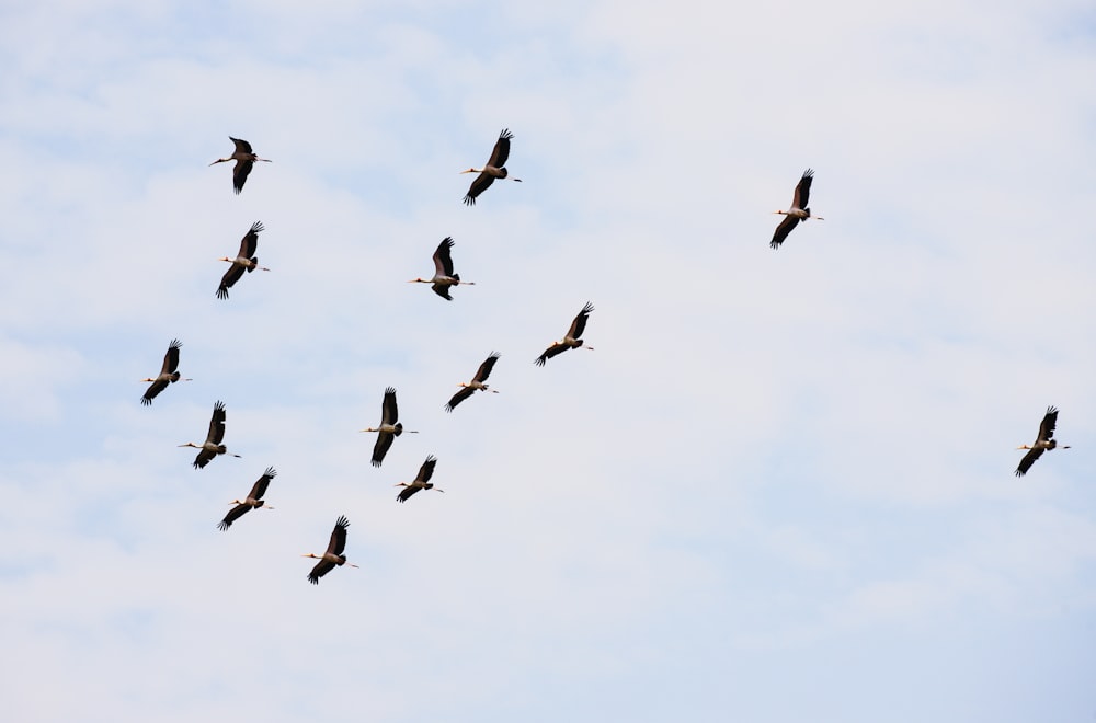 a flock of birds flying through a cloudy blue sky