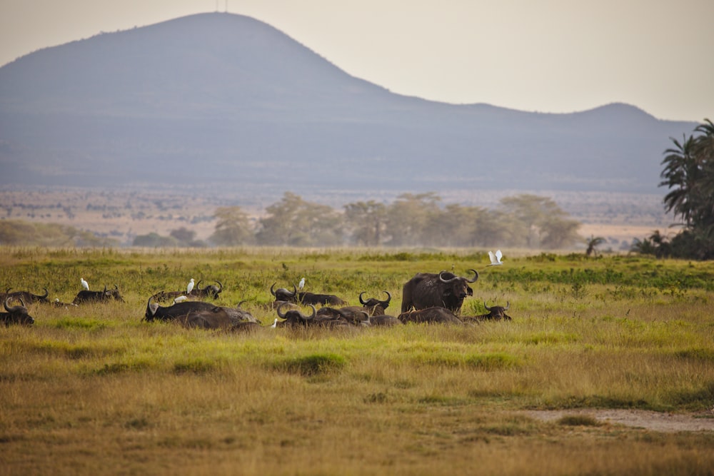 a herd of animals standing on top of a lush green field