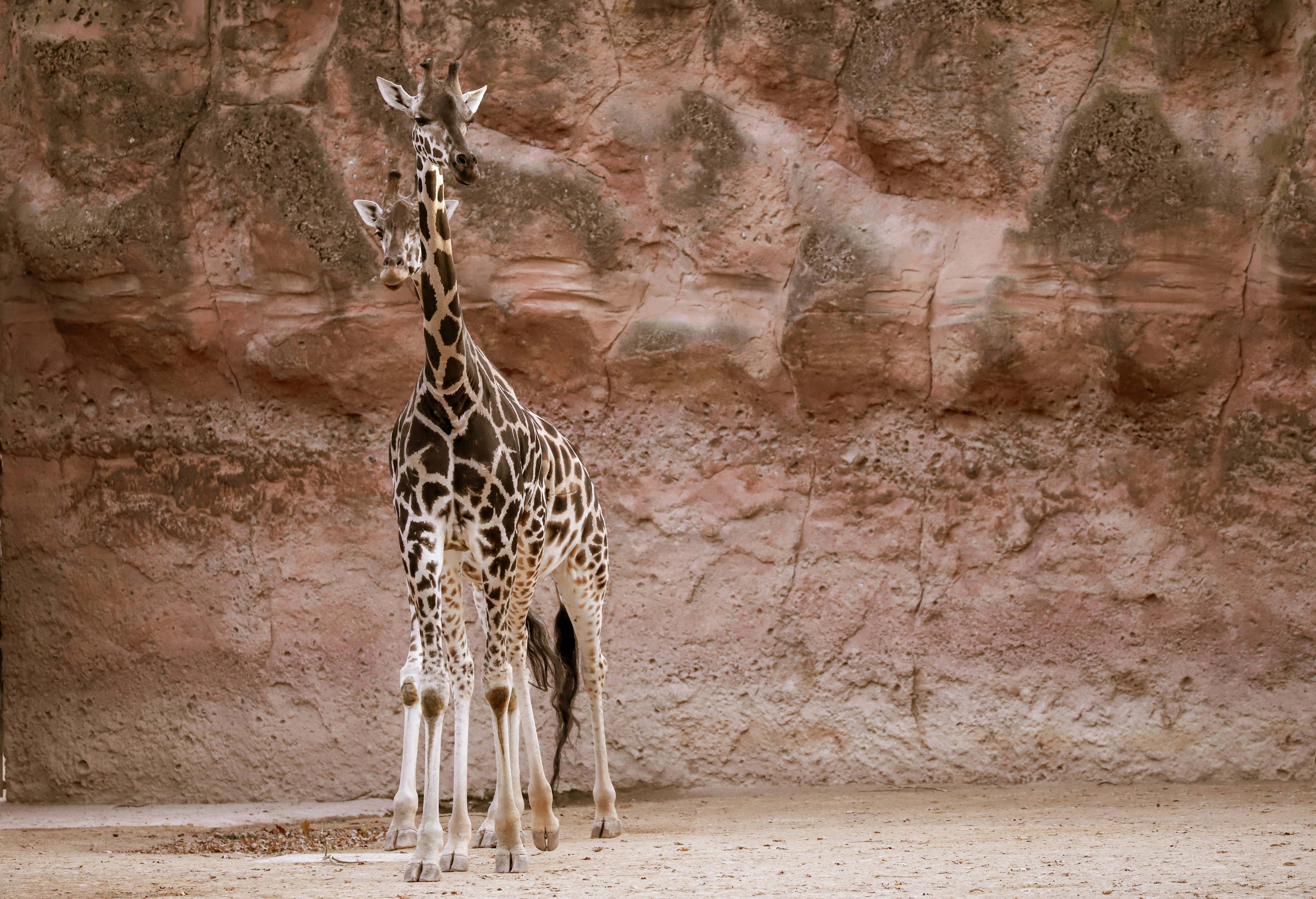 a couple of giraffe standing next to each other