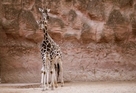 a couple of giraffe standing next to each other