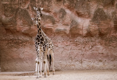 a couple of giraffe standing next to each other