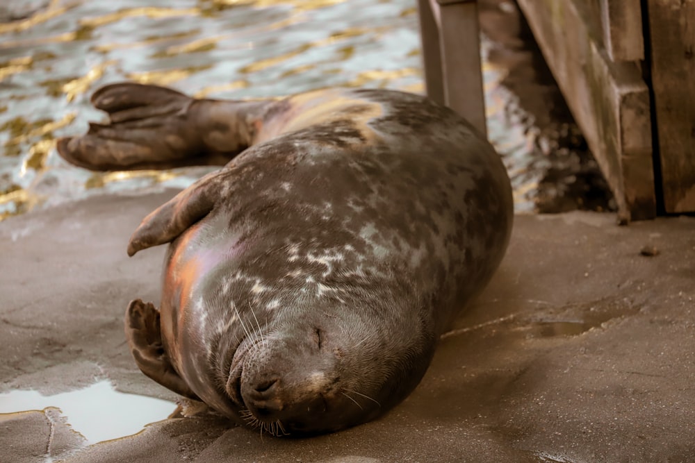 a seal laying on the ground next to a wooden fence