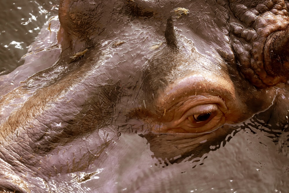 a close up of a hippopotamus in the water