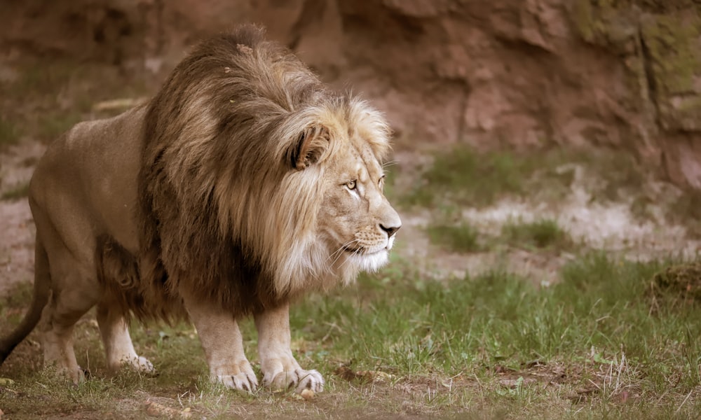 a lion walking in a grassy area next to a rock wall