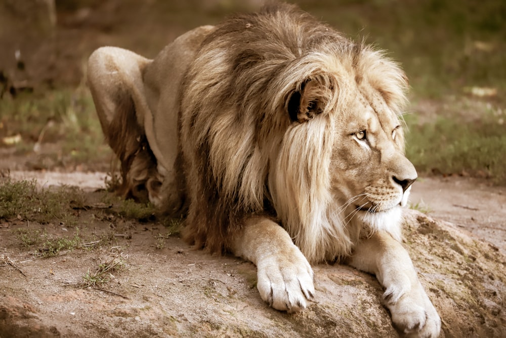 a lion laying on top of a dirt field