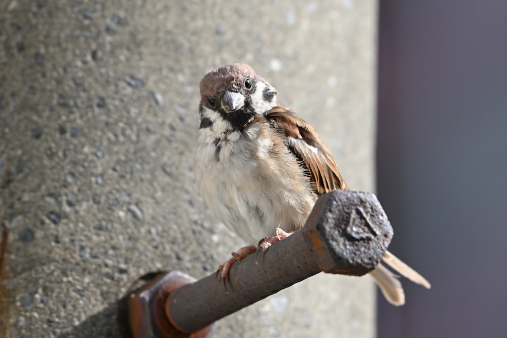 a small bird perched on top of a metal pole