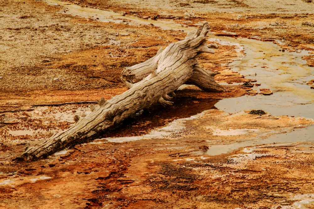 a fallen tree laying on top of a muddy ground