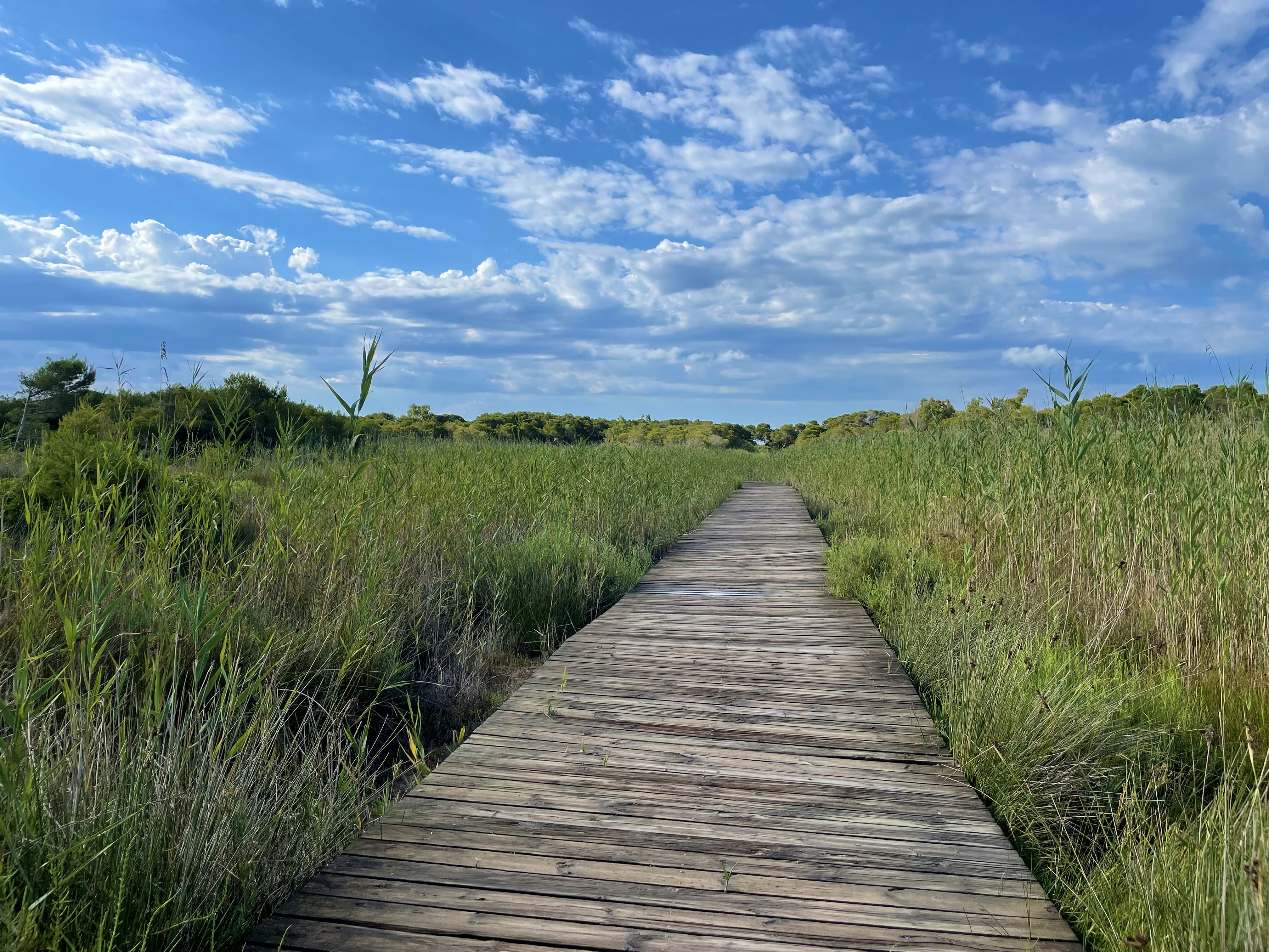 Wooden walking path at Albufera National park