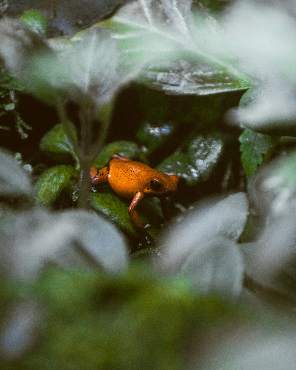 Ein kleiner orangefarbener Frosch sitzt auf einer grünen Pflanze