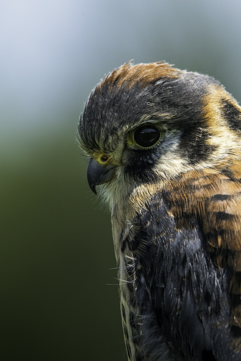 a close up of a bird with a blurry background