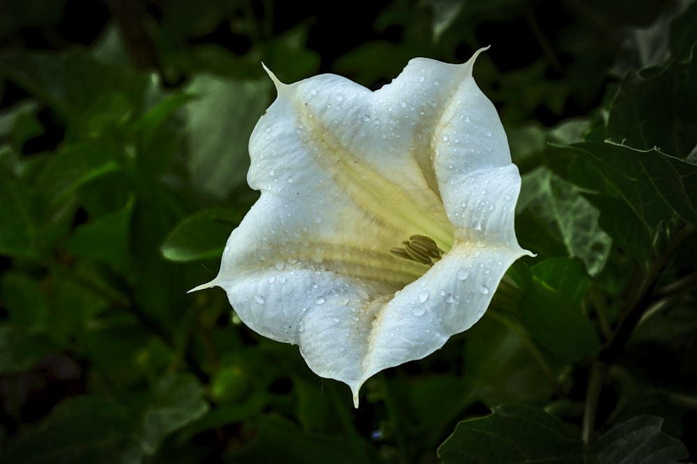 a white flower with water droplets on it