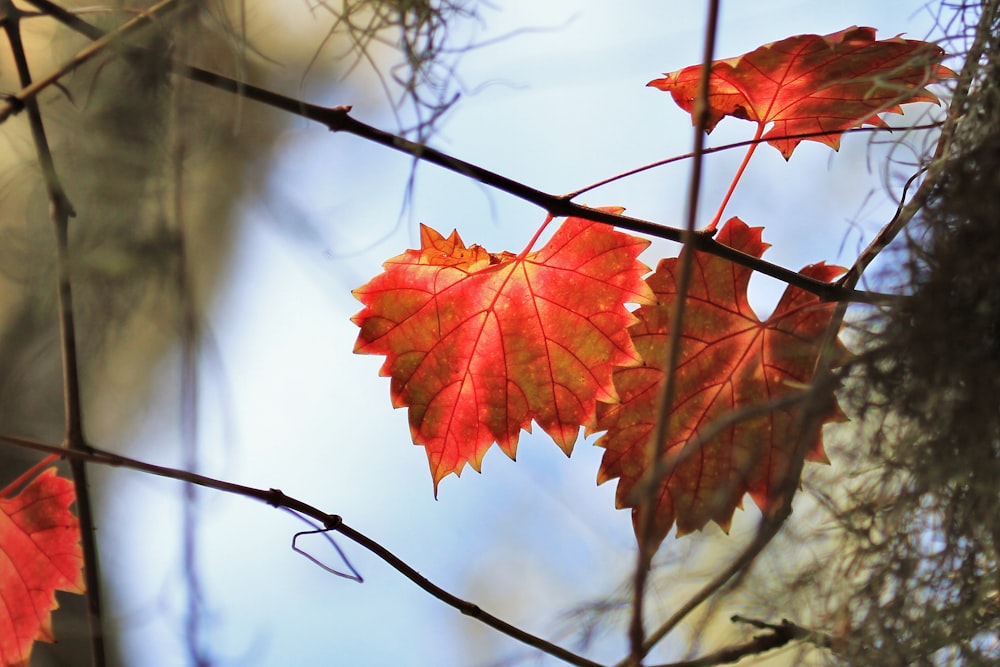 two red leaves are hanging from a tree branch