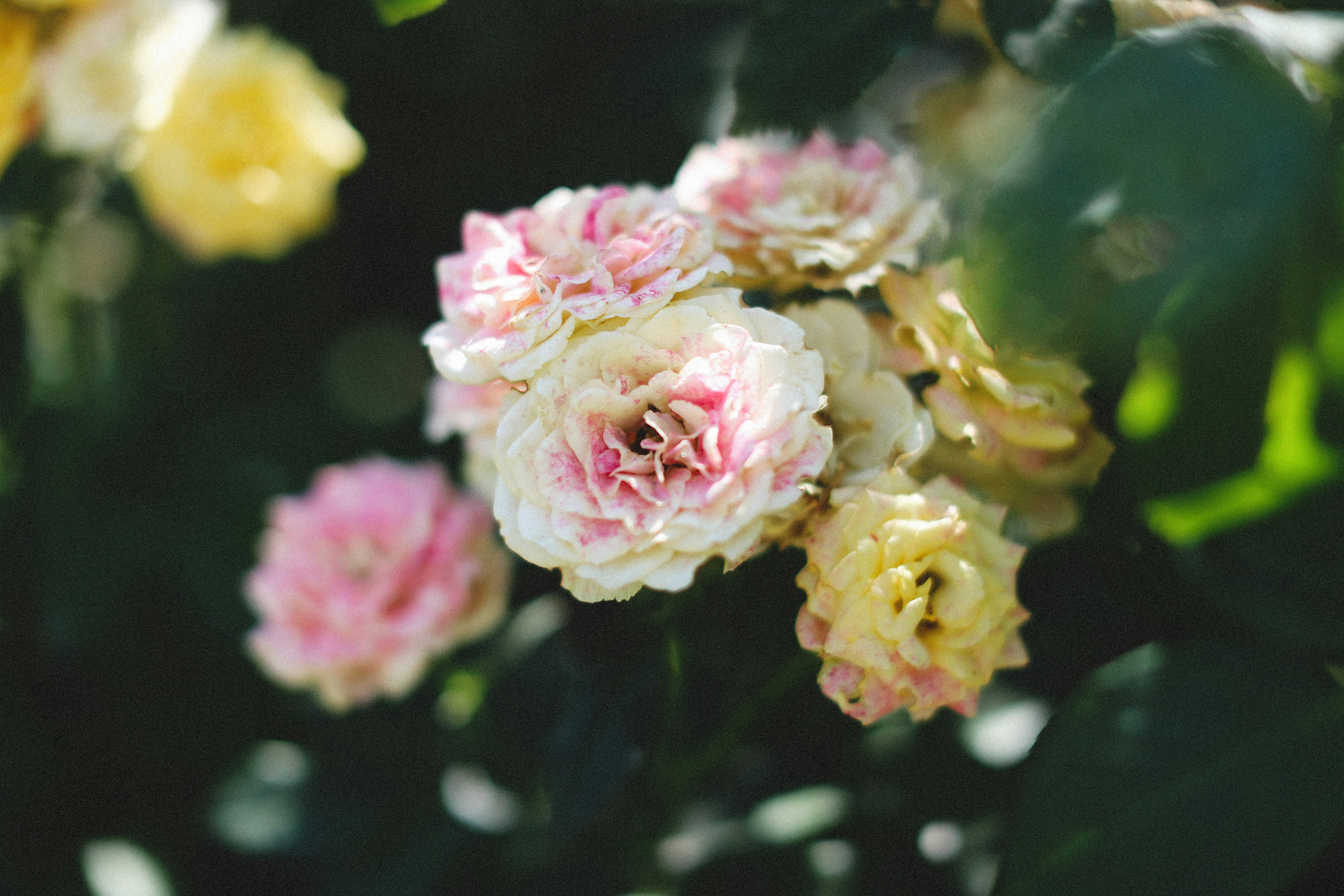 Photo by alexeydemidov