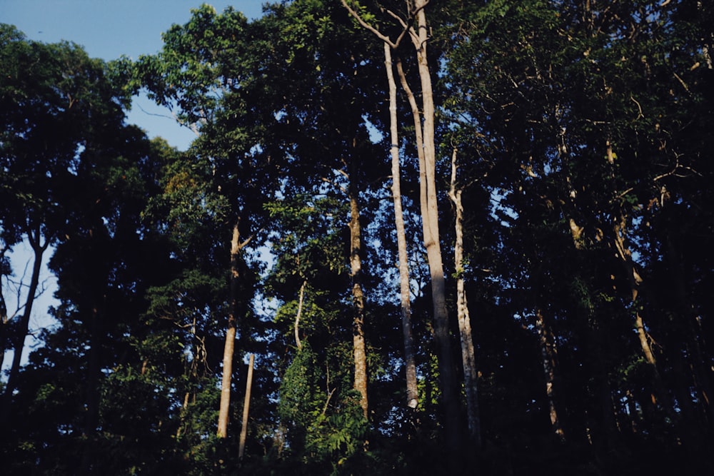 a forest filled with lots of tall trees