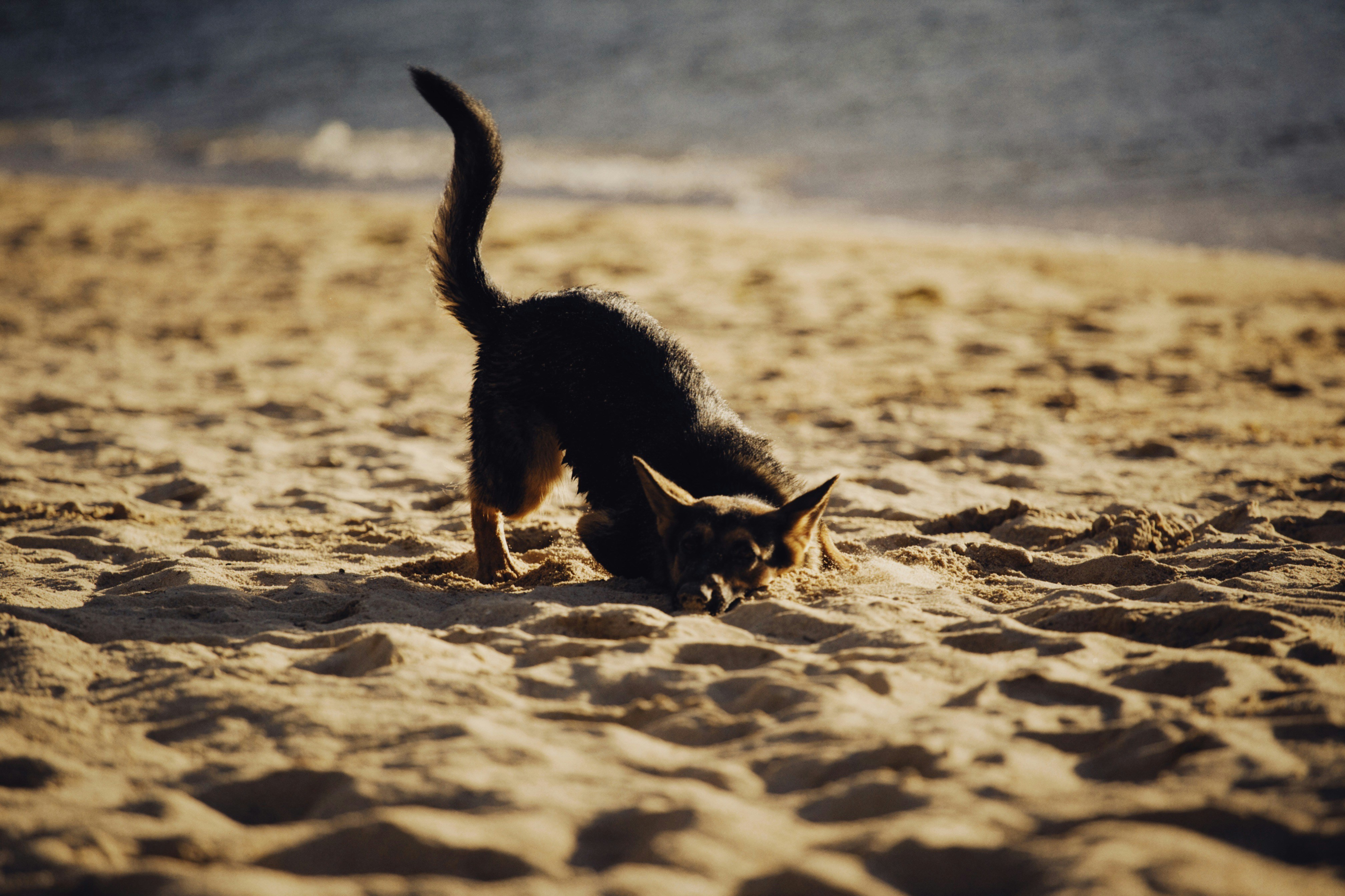 Sand Cats: Desert Oasis Swimmers (image credits: unsplash)