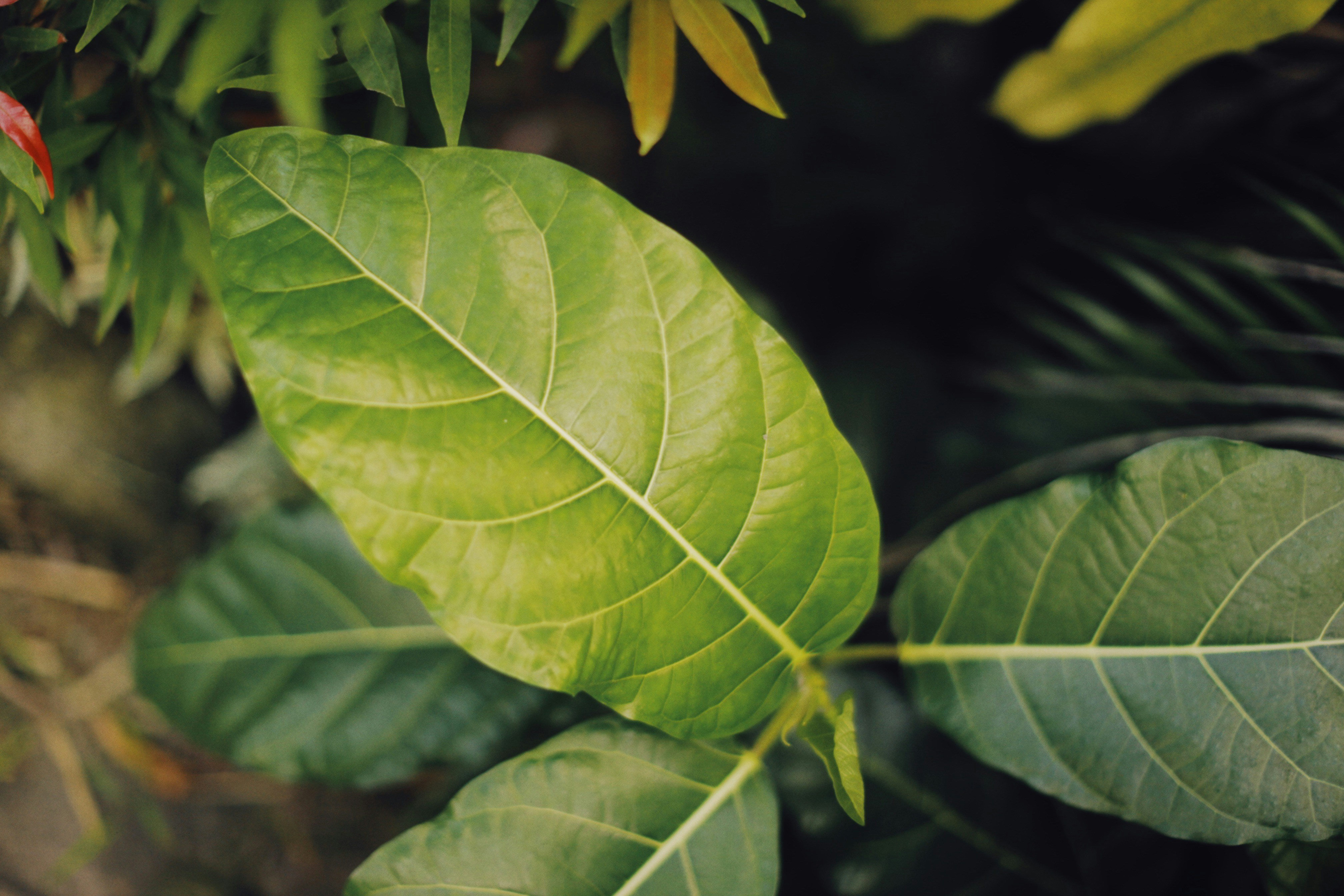 a close up of a green leaf on a tree