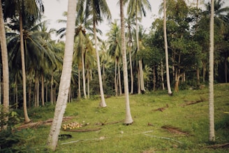 a lush green forest filled with lots of palm trees