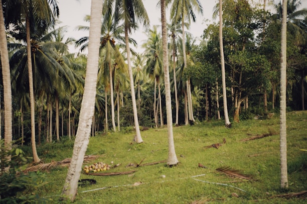 a lush green forest filled with lots of palm trees