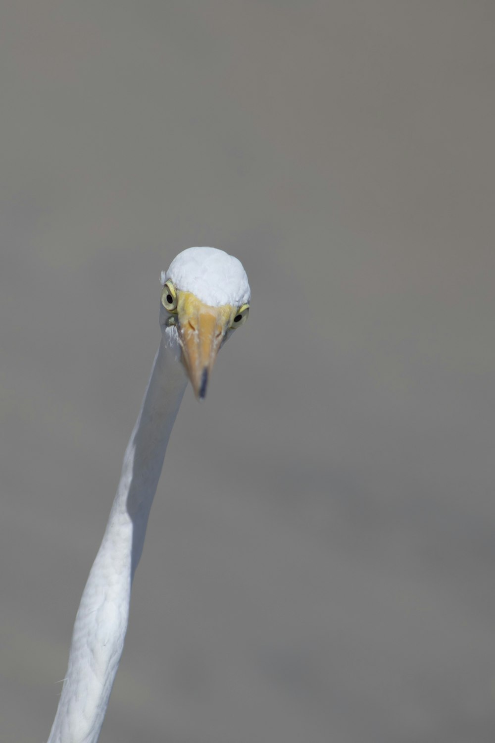 Un grand oiseau blanc au bec jaune