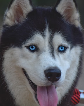 A close-up of a Siberian Husky's face with bright eyes.