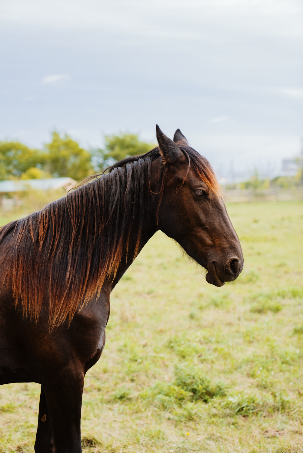 a brown horse standing on top of a lush green field