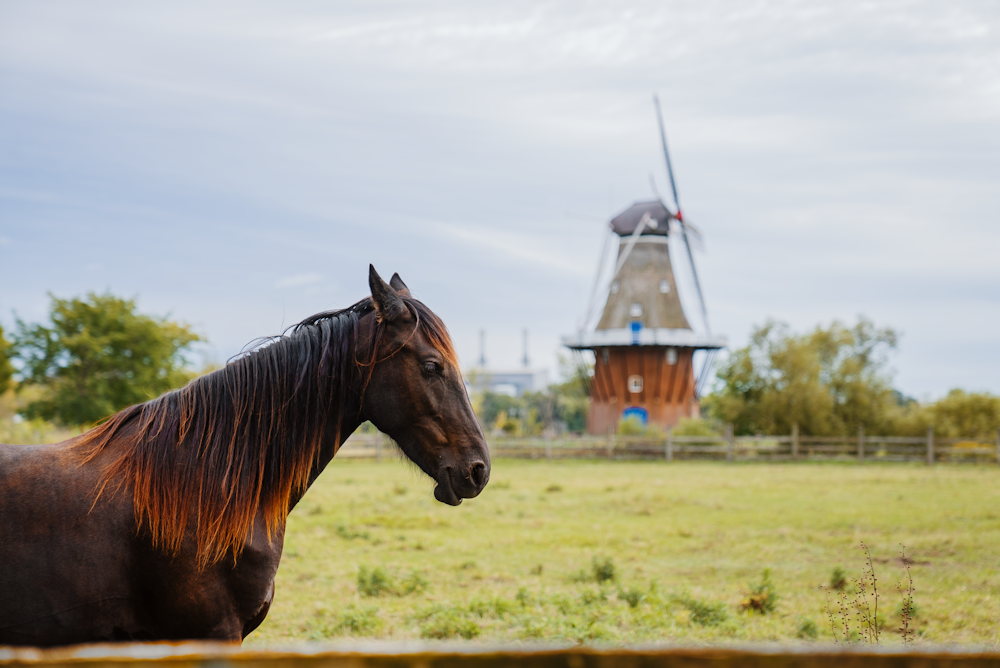 Un caballo marrón parado frente a un molino de viento