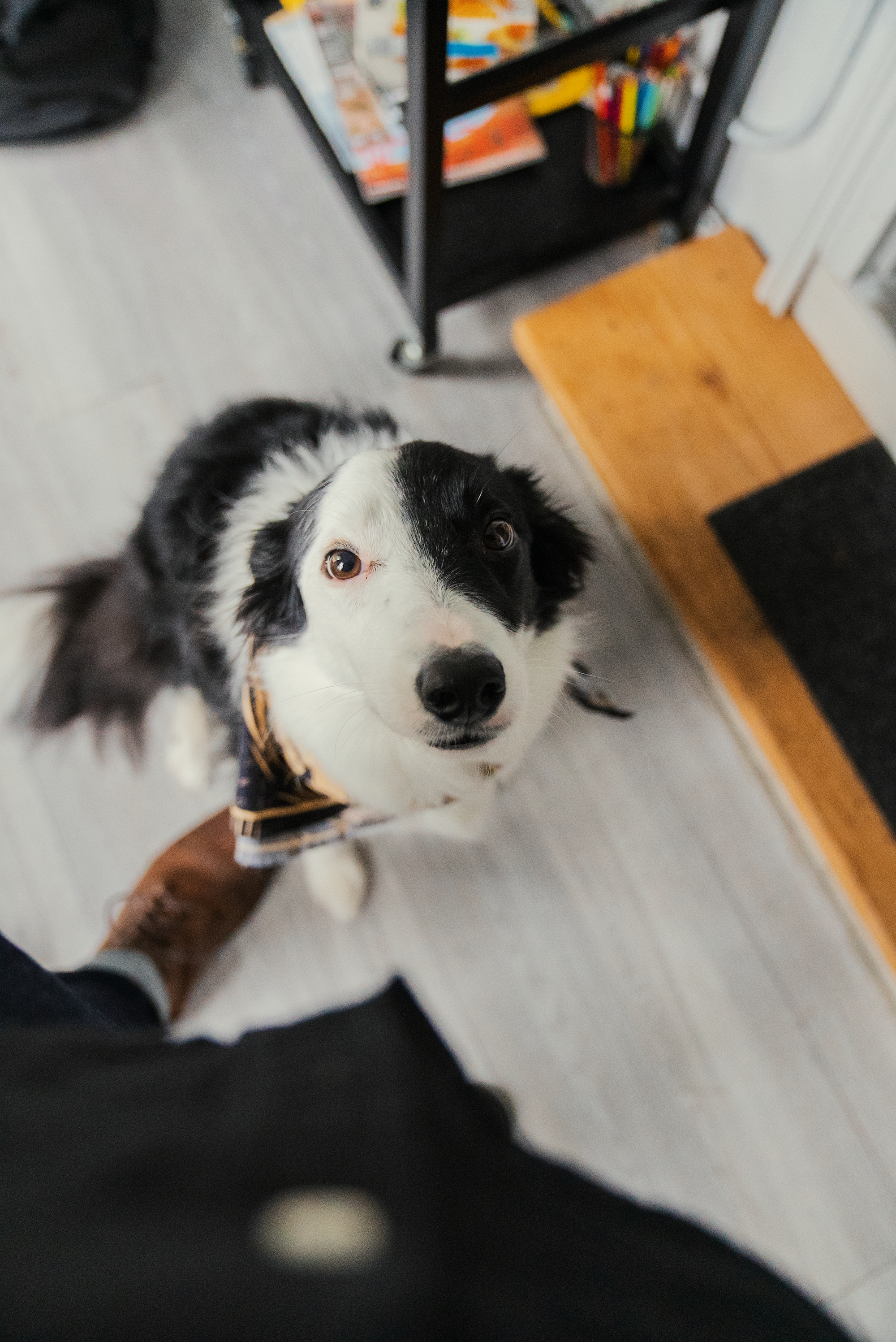 a black and white dog sitting on the floor