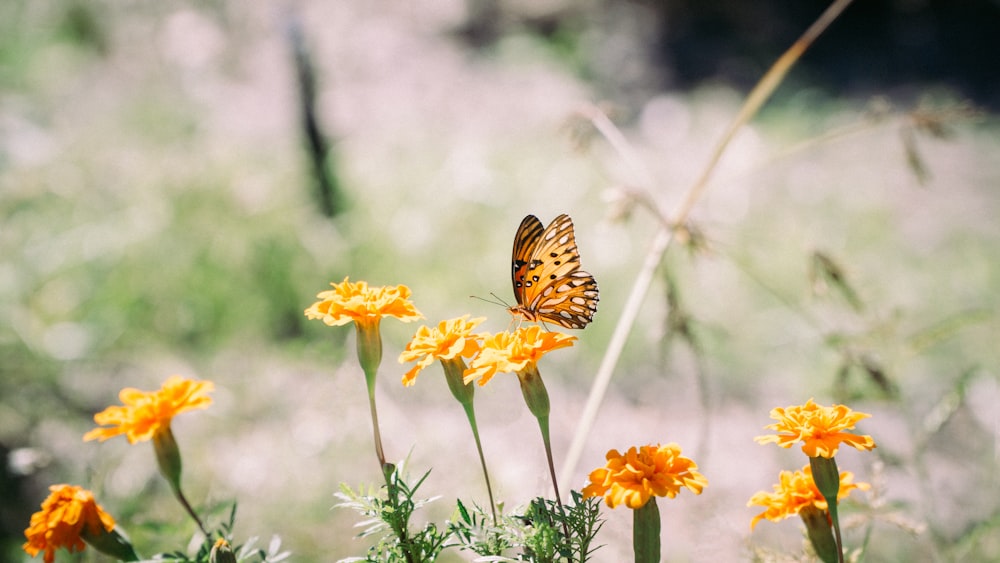 una farfalla seduta sopra un fiore giallo