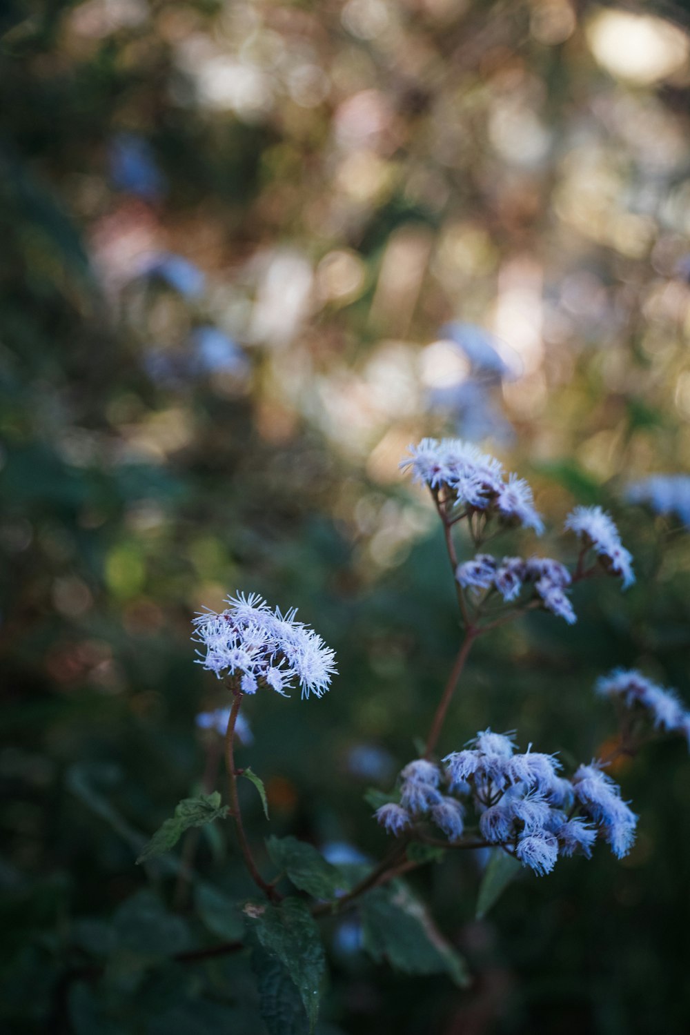 a close up of a bunch of blue flowers