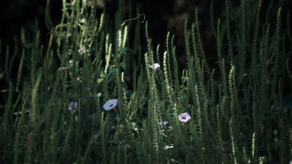 a bunch of flowers that are in the grass