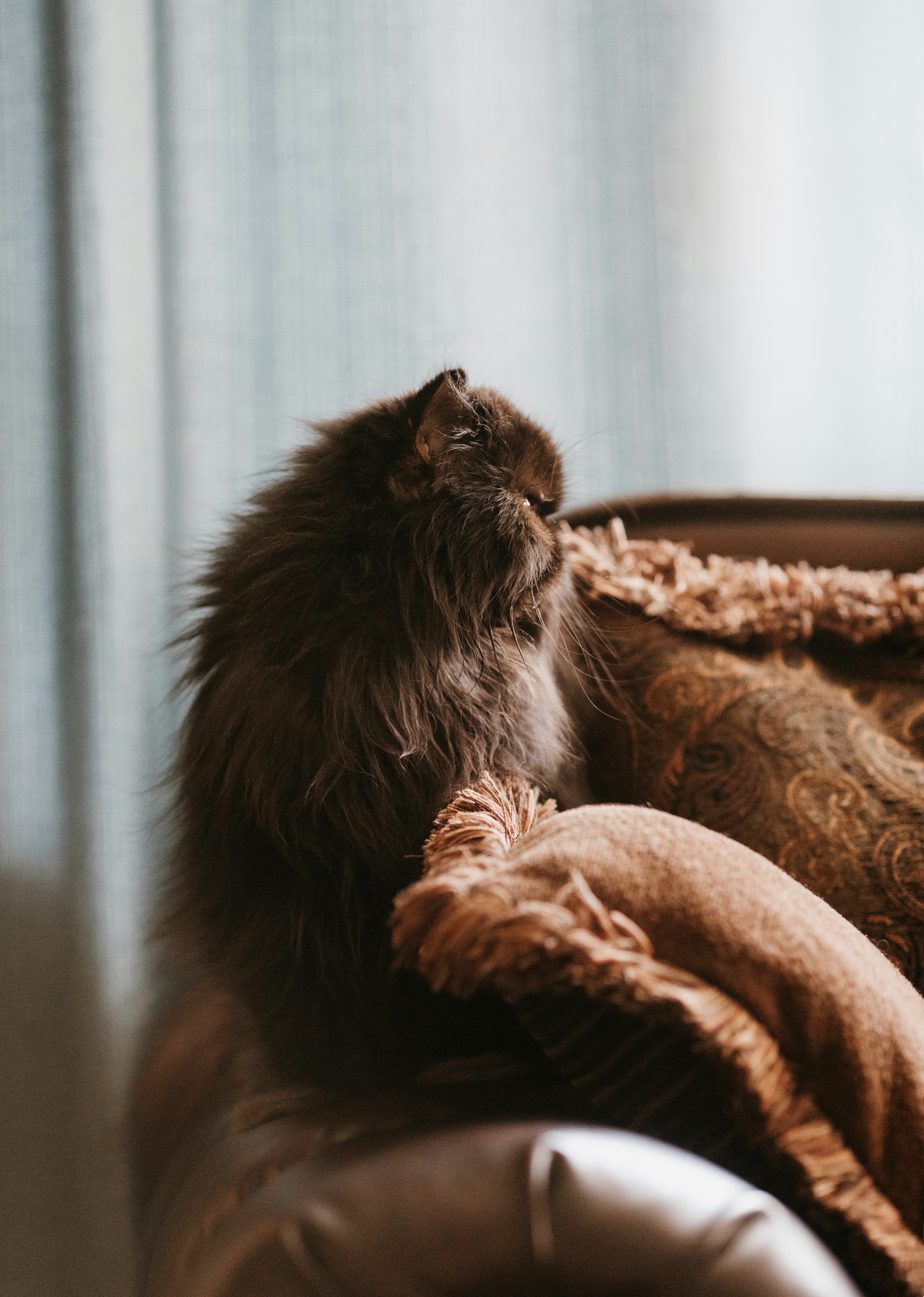 Eine Katze sitzt auf einer Couch unter einer Decke