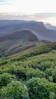 A serene landscape of rolling hills with wild herbs growing under a soft morning light.