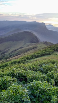 Serene landscape with soft morning light over rolling hills